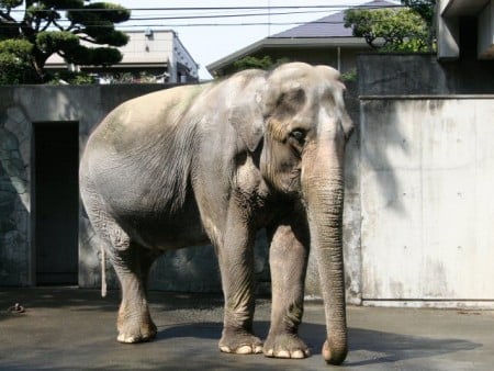 World's oldest elephant dies at 69 in Japan zoo