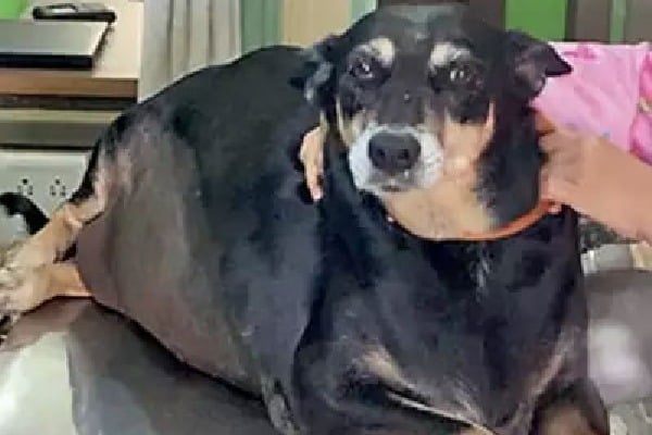 Obese dog undergoes weight loss surgery in Pune