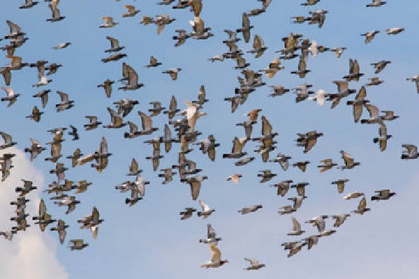 Ten thousand pigeons missing in Britain 