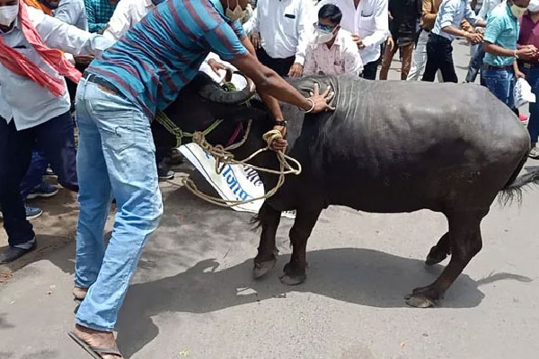 Buffalo Brought To Protest Site Goes On The Rampage