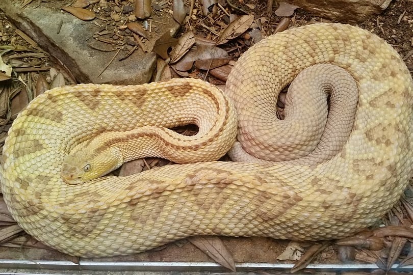missing python  found  in shopping mall