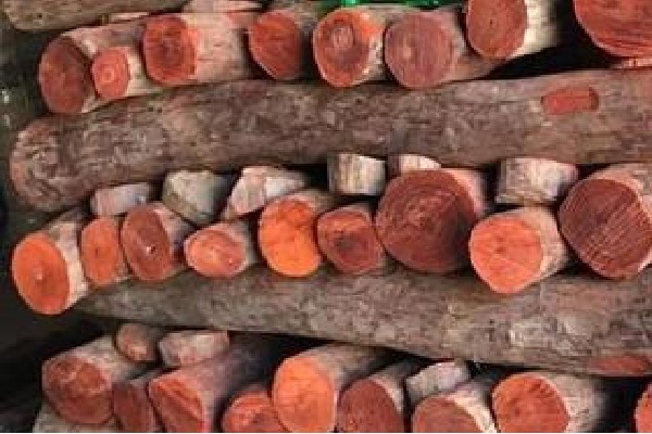 Madanapalle police seize over Rs 6 crore worth Red sandalwood in tamilnadu