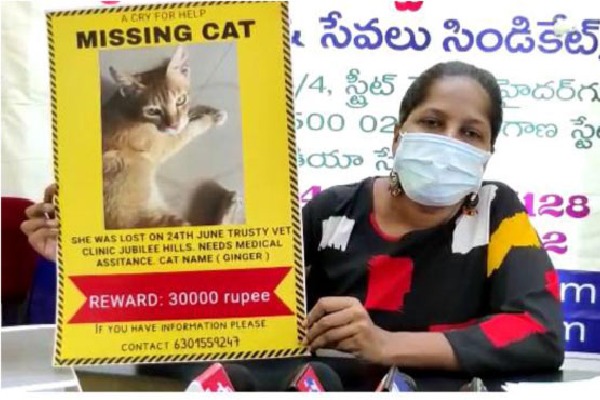 Cat missing in Hyderabad
