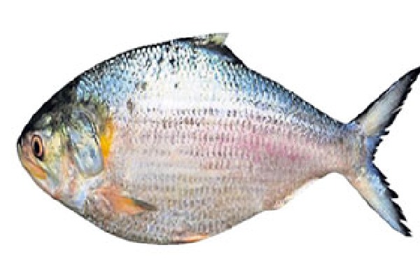 Pulasa fish cost started form Rs 6 thousand 