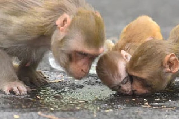 China reports first human death from Monkey B Virus