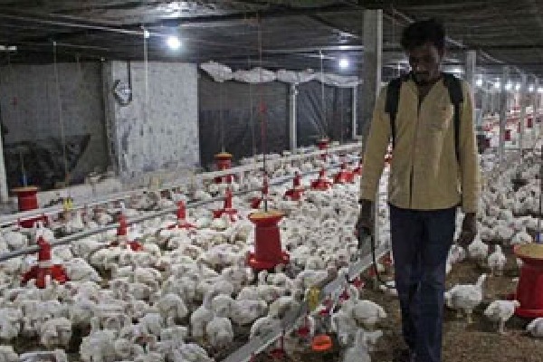 India registered first Bird Flu Death