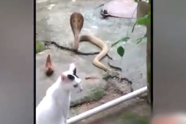 Pet cat stops raging cobra