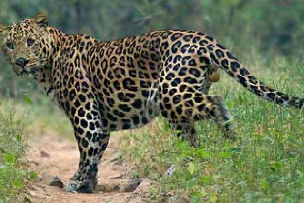 Leopard attacked couple while going to singarikona