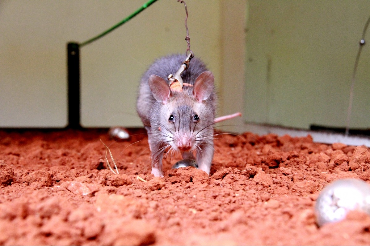 Telangana govt says no to glue traps to kill rodents