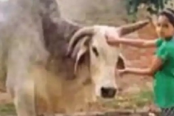 Villagers in UP mourn 'Babuji' the bull