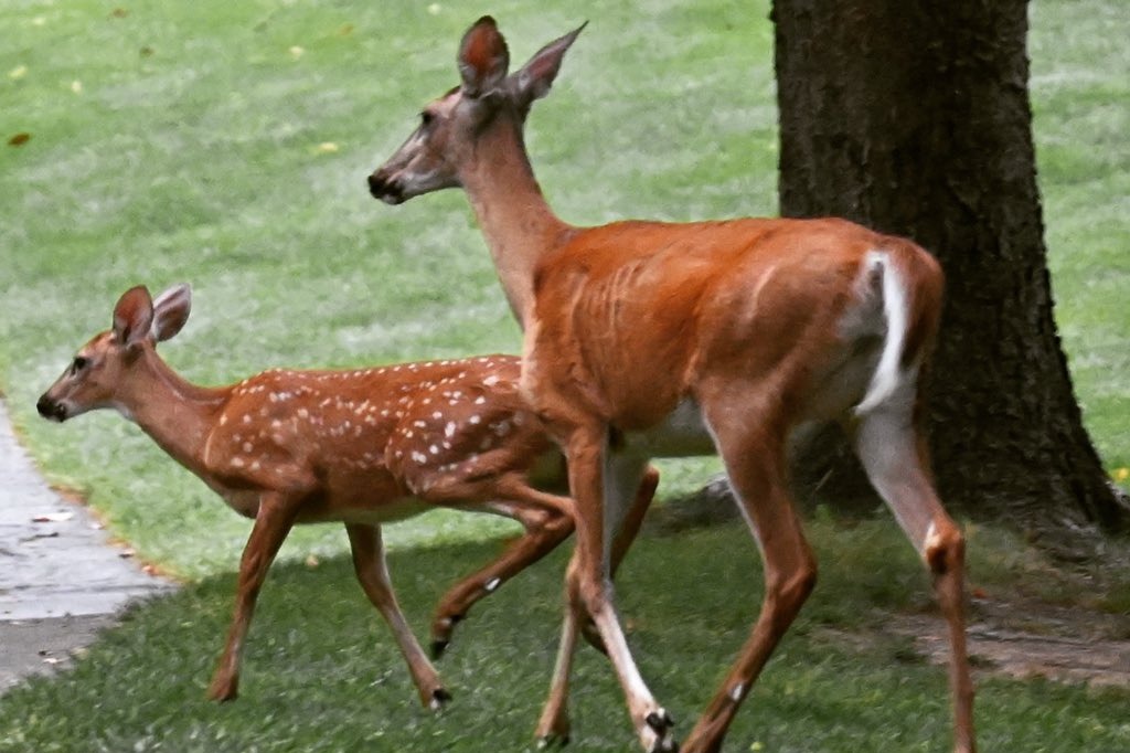 Deer tested corona positive in Ohio 