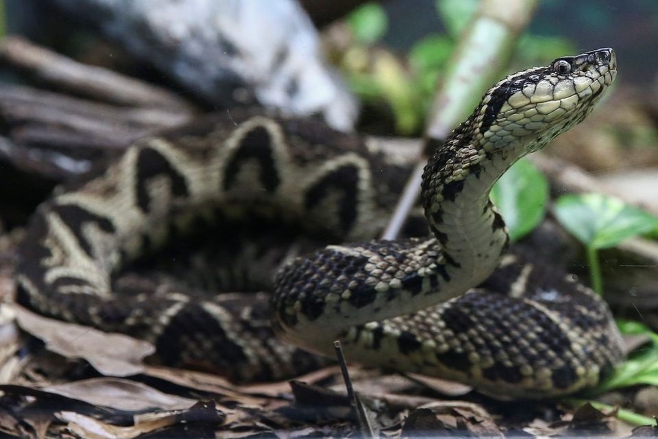 This Snake Venom Is The tool To Kill Corona Virus