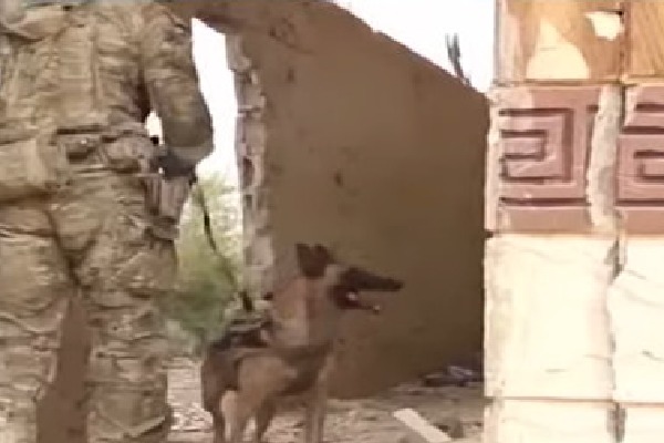 US Military left alone their dogs in Afghanistan 