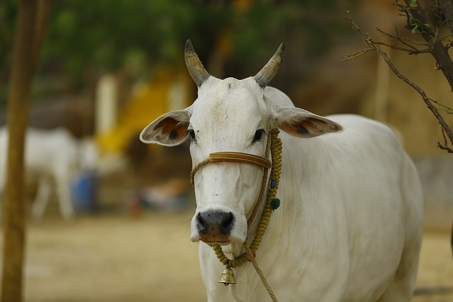 Allahabad HC asks govt to declare cow national animal