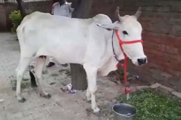 Cow Protection Should Be Fundamental Right said allahabad High court