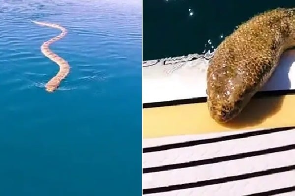 sea snake follows youtuber video goes viral