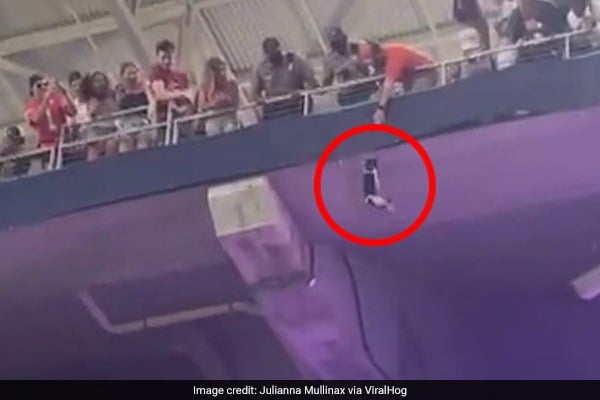 fans rescue cat falling from balcony seats