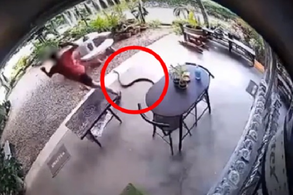 snake lunges at man while he was at a table