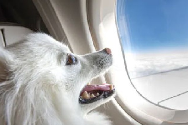 Dog owner books entire Air India business class cabin for pet