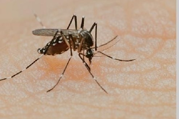 Dengue's D2 strain causes concern for high grade fever, shock syndrome