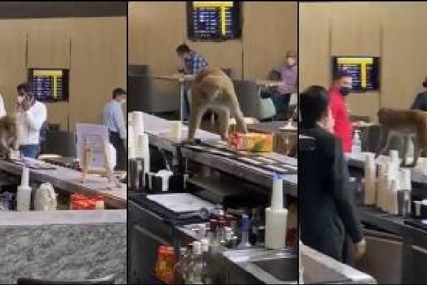 monkey in indiragandhi international airport