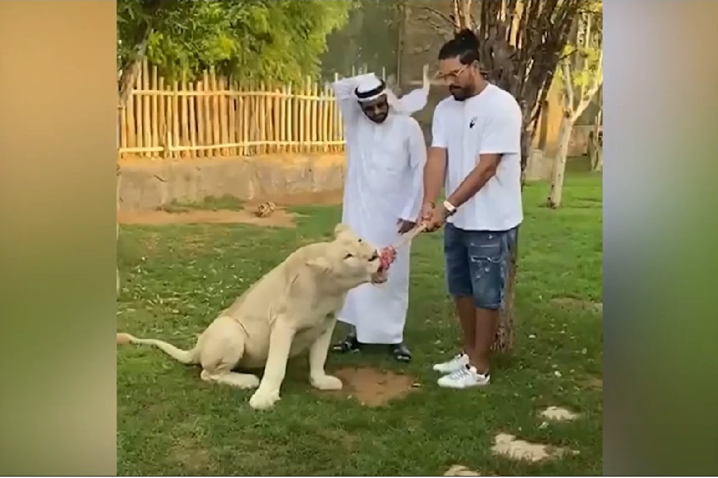 Yuvi Tug Of War With Liger At Dubai Fame Park