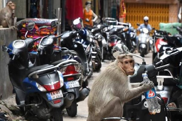 monkey takes away 1 lakh rupees and throws on the road