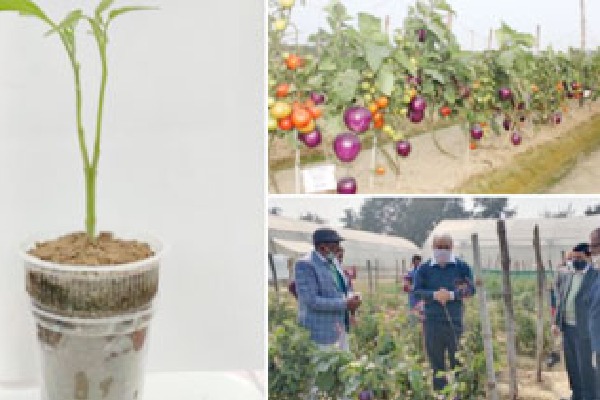 An Innovative Technology to produce Brinjal and Tomato in the same plant