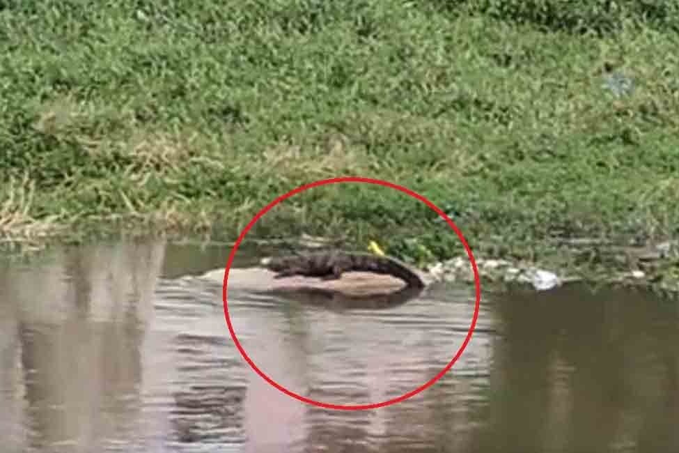 Two crocodiles spotted in Hyderabad's Musi river