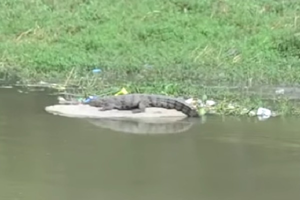 Huge Crocodile spotted in Musi River