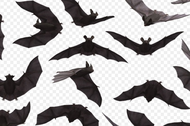 bats only saved us say villagers