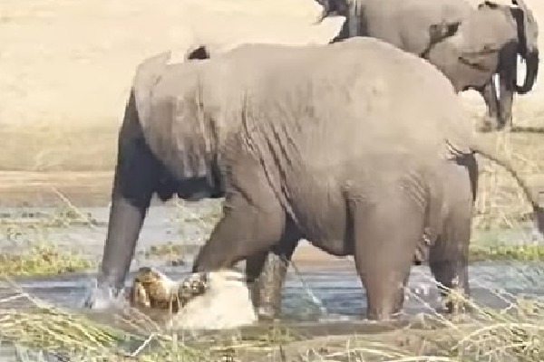 Elephant Kills Crocodile In Water