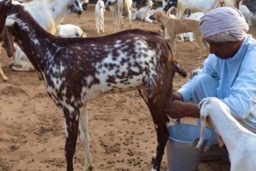 Goat Milk Price Raised 10 fold suddenly