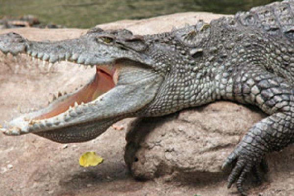 Crocodile killed boy in Karnataka