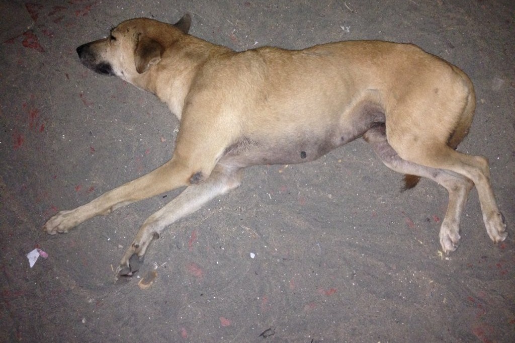 Mystery decease caused to death of stray dogs in Kovalam