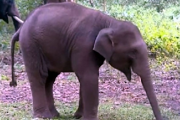 Elephant Calf Named After Puneeth Rajkumar