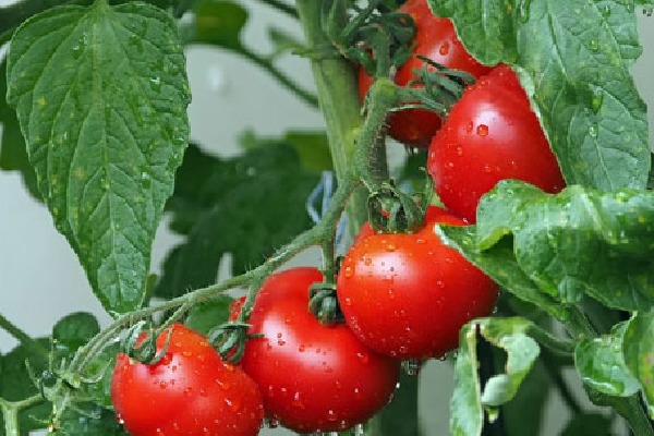 Tomato Rate Crossed Rs 100 in open market