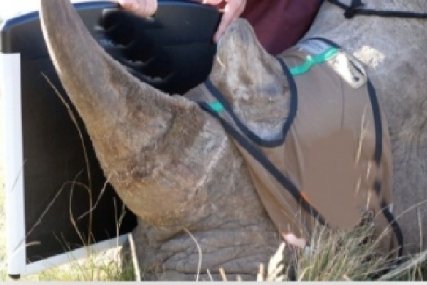 Isotopes in rhino horn: Phase 1 successful, next phase begins