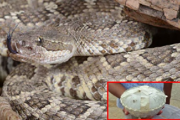 Snake Venom Worth Rs One and half crore Seized In Odisha 