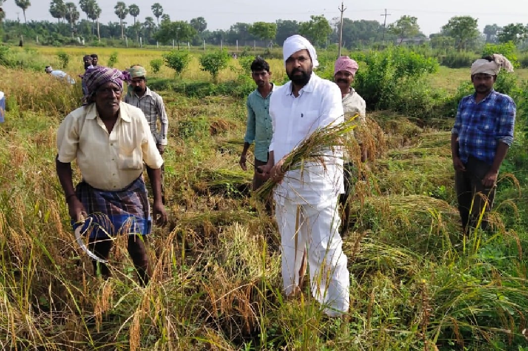 CBI Former JD Lakshminarayana joins paddy harvesting 