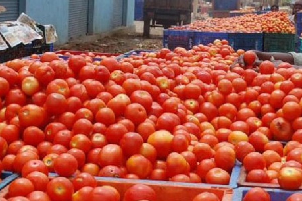 tomato rate downfall in andhra pradesh