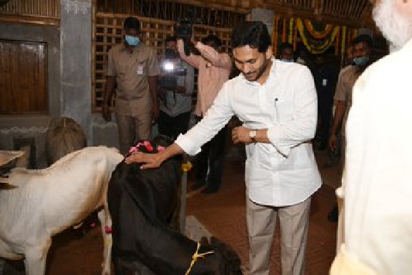 CM Jagan visits Goshala near his residence in Tadepally