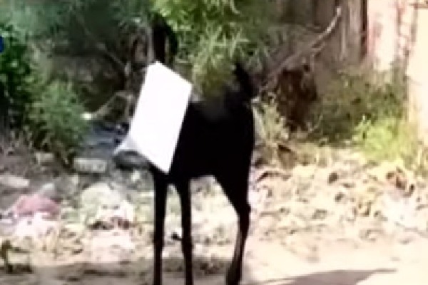 Goat took file and ran away in a govt office
