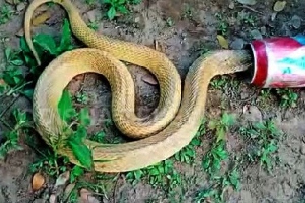 Cobra Trapped In Beer Can Rescued In Bhubaneswar