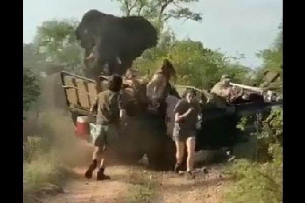 Elephant attacks tourists vehicle on South Africa safari