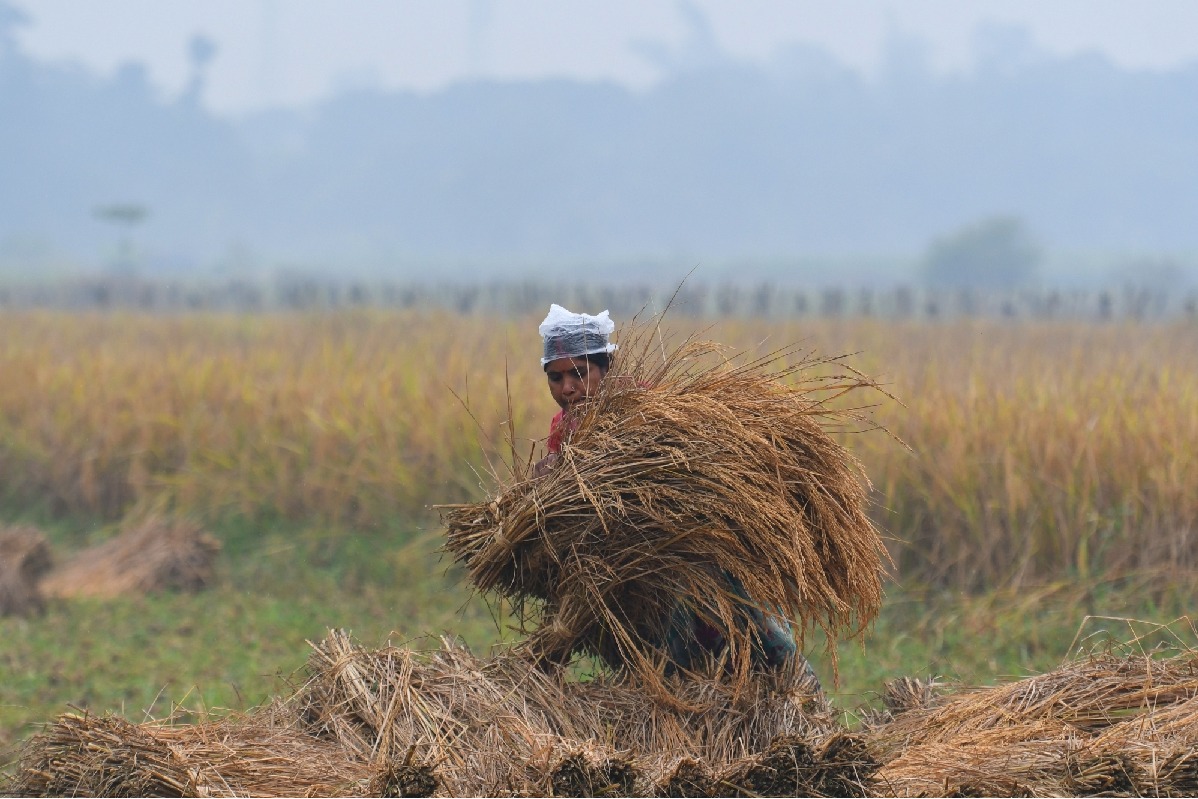 Telangana paddy farmers urged to grow alternate crops