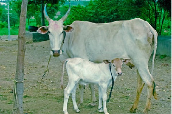 Cow swallows gold chain in Karnataka