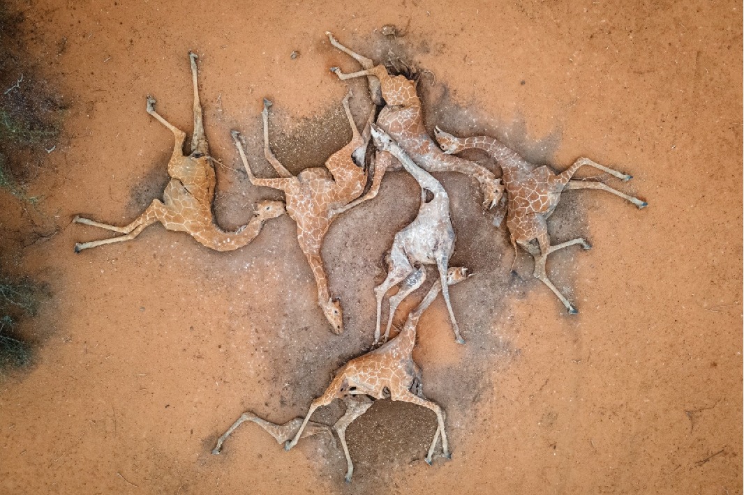 Giraffes Dying In Drought Stricken Kenya