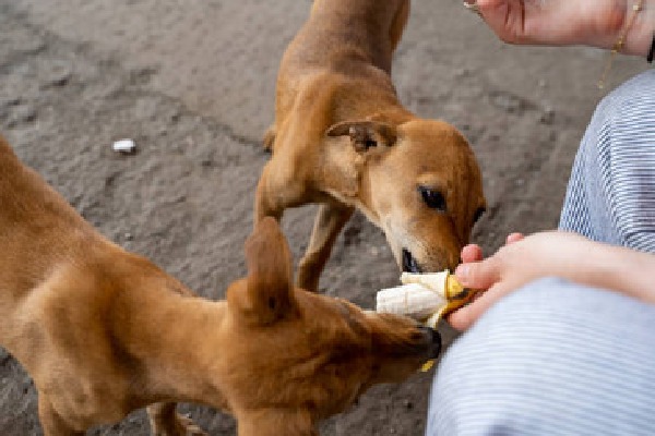 Residential Complex Committee imposes huge fine on a women for feeding stray dogs