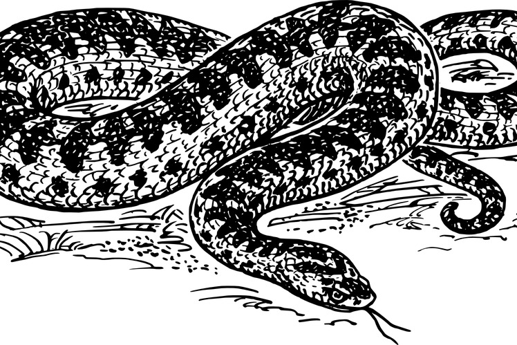 snake at ram mohan naidu home